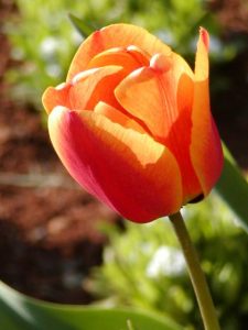 "tulipano amore appassionato"