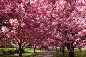 "Sakura, fiori di ciliegio"