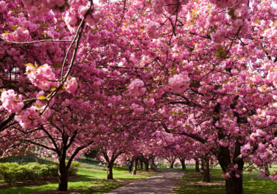 "Sakura, fiori di ciliegio"