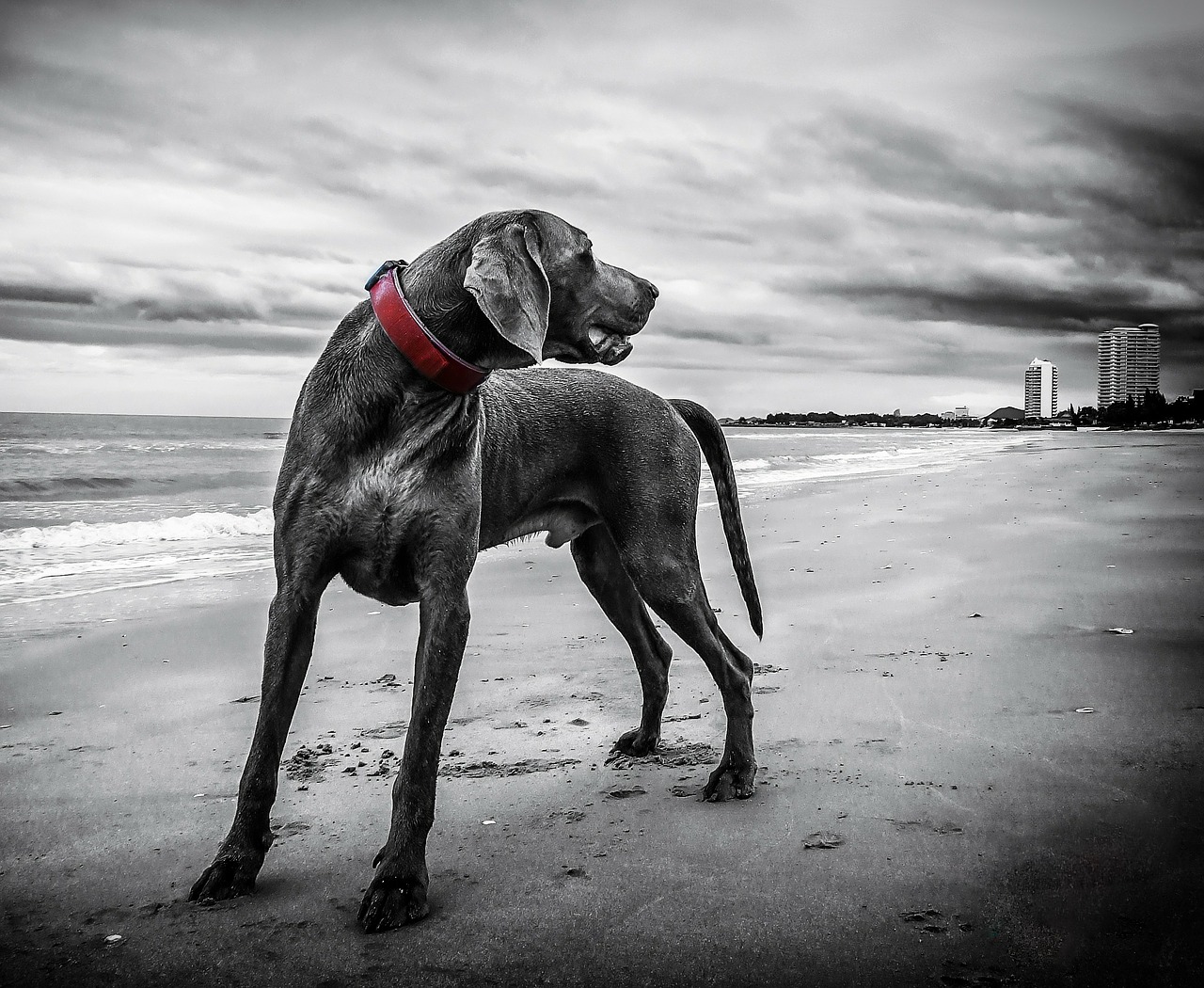 weimaraner-143753_1280