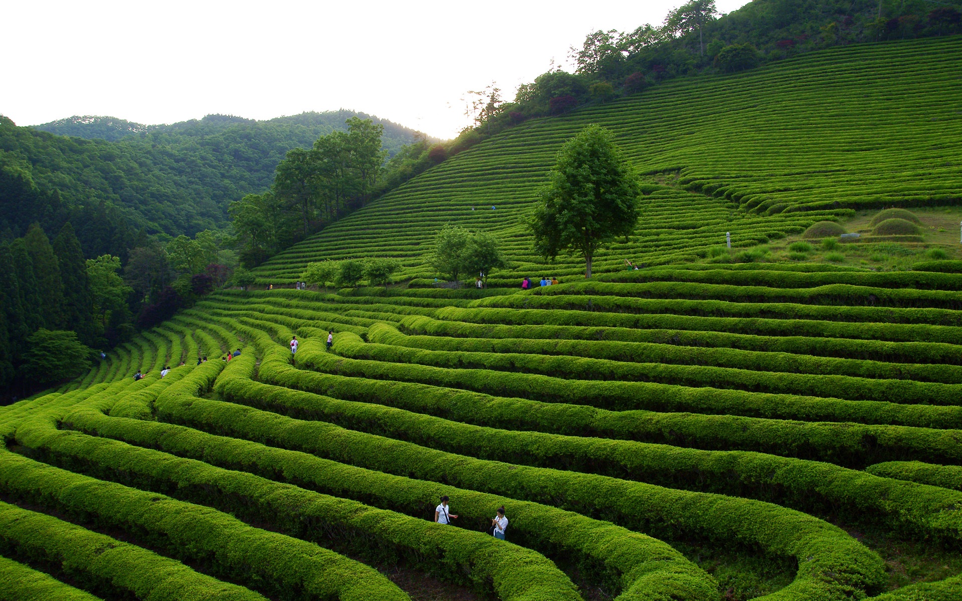 Boseong Piantagione Di Tè Verde Tè